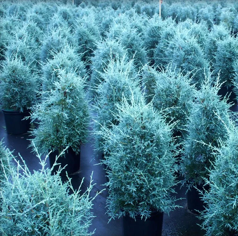 Cypress Essential Oil Australian Blue 1